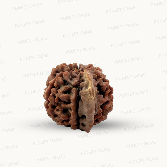 Natural 5 Mukhi Ganesh Rudraksha – Wisdom, Protection & Spiritual Success