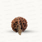 Natural 5 Mukhi Ganesh Rudraksha – Wisdom, Protection & Spiritual Success