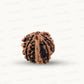 Natural 6 Mukhi Ganesh Rudraksha – Willpower, Wisdom & Obstacle Removal