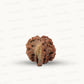 Natural 6 Mukhi Ganesh Rudraksha – Willpower, Wisdom & Obstacle Removal