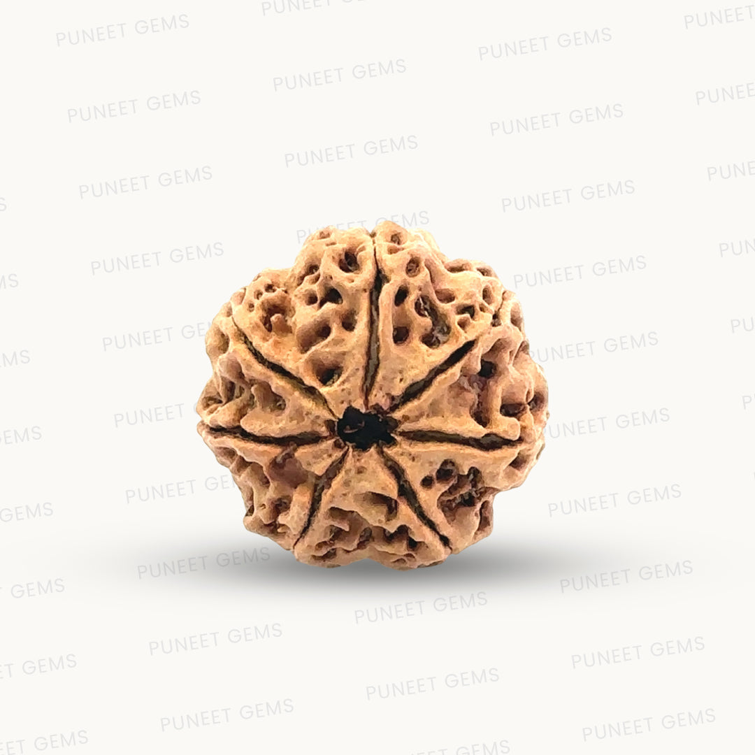 Natural 7 Mukhi Rudraksha – Wealth, Protection & Saturn Relief