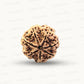 Natural 7 Mukhi Rudraksha – Wealth, Protection & Saturn Relief