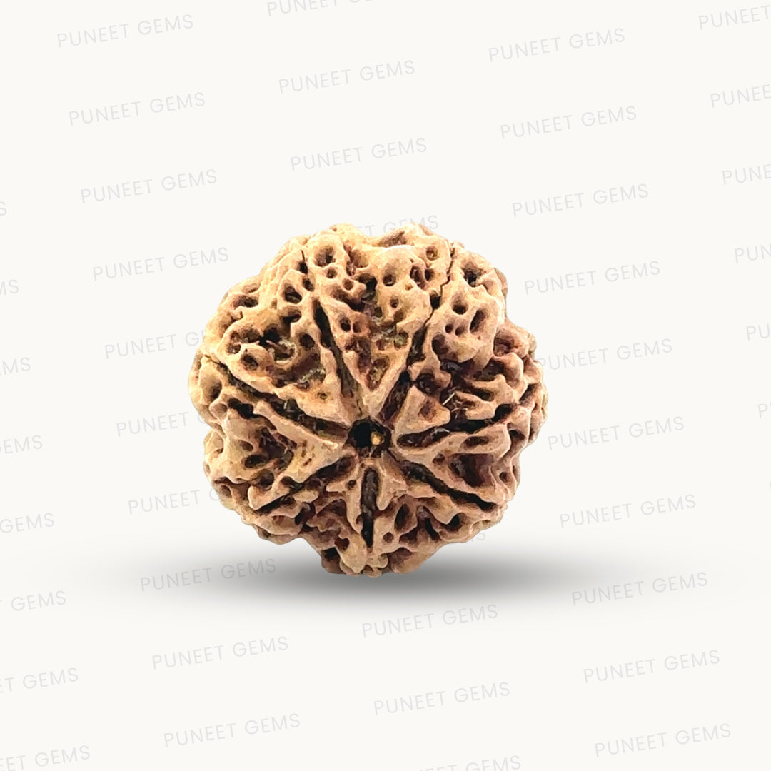 Natural 7 Mukhi Rudraksha – Wealth, Protection & Saturn Relief