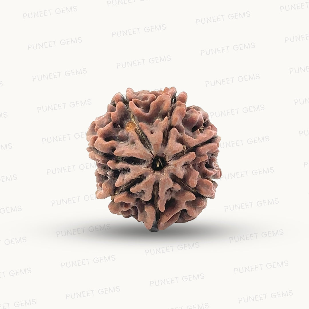 Natural 7 Mukhi Rudraksha – Wealth, Protection & Saturn Relief