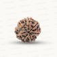 Natural 7 Mukhi Rudraksha – Wealth, Protection & Saturn Relief