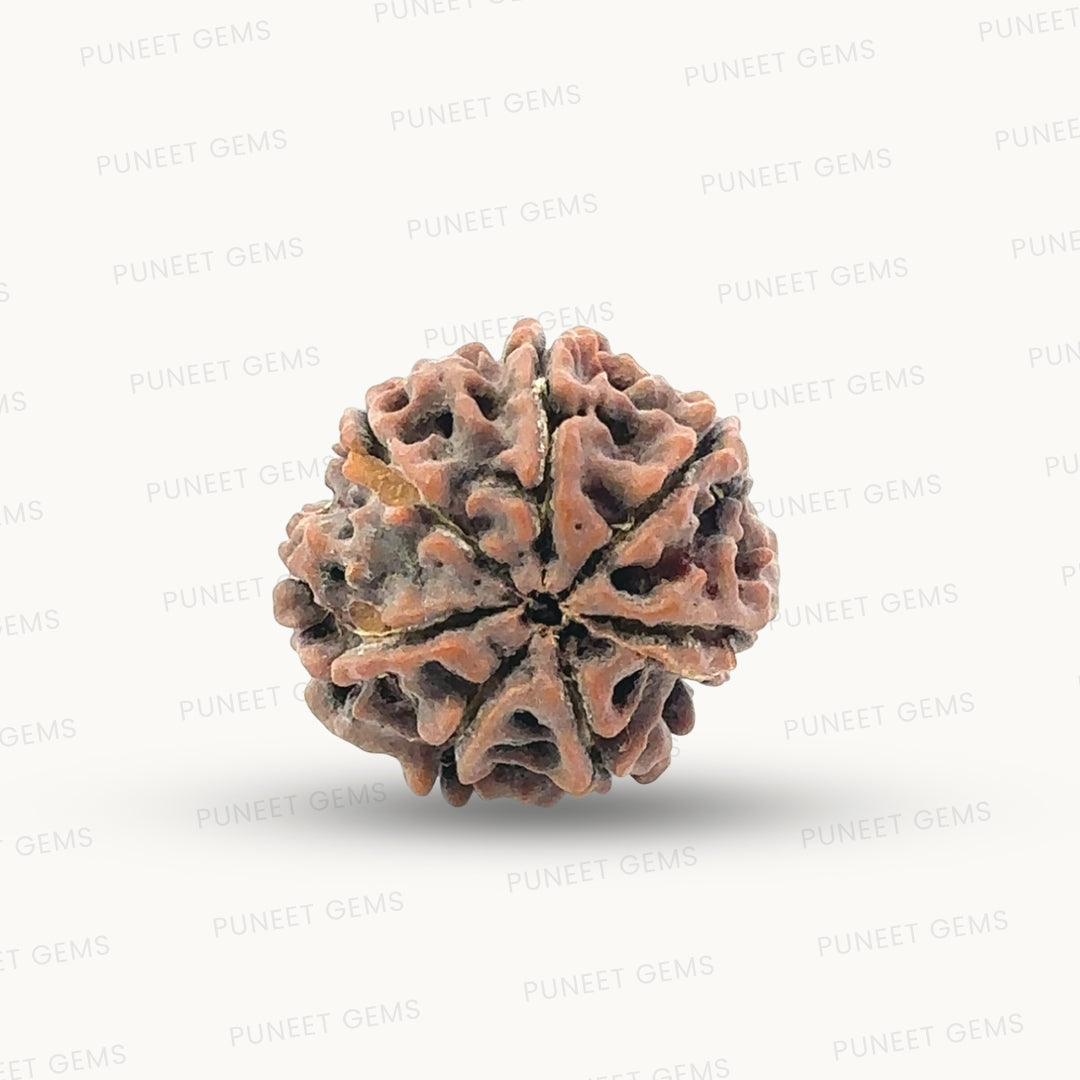 Natural 7 Mukhi Rudraksha – Wealth, Protection & Saturn Relief
