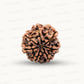 Natural 7 Mukhi Rudraksha – Wealth, Protection & Saturn Relief