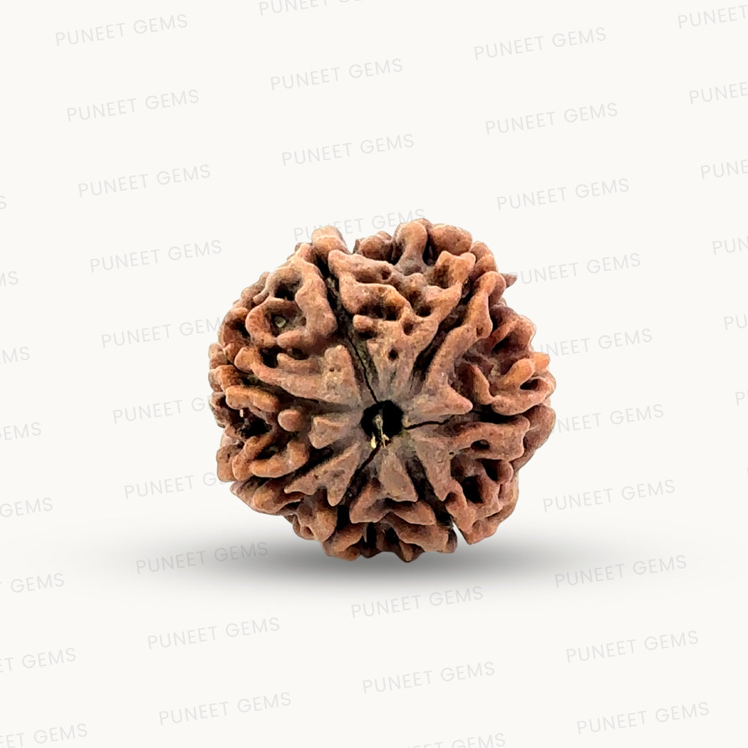 Natural 7 Mukhi Rudraksha – Wealth, Protection & Saturn Relief