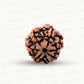 Natural 7 Mukhi Rudraksha – Wealth, Protection & Saturn Relief