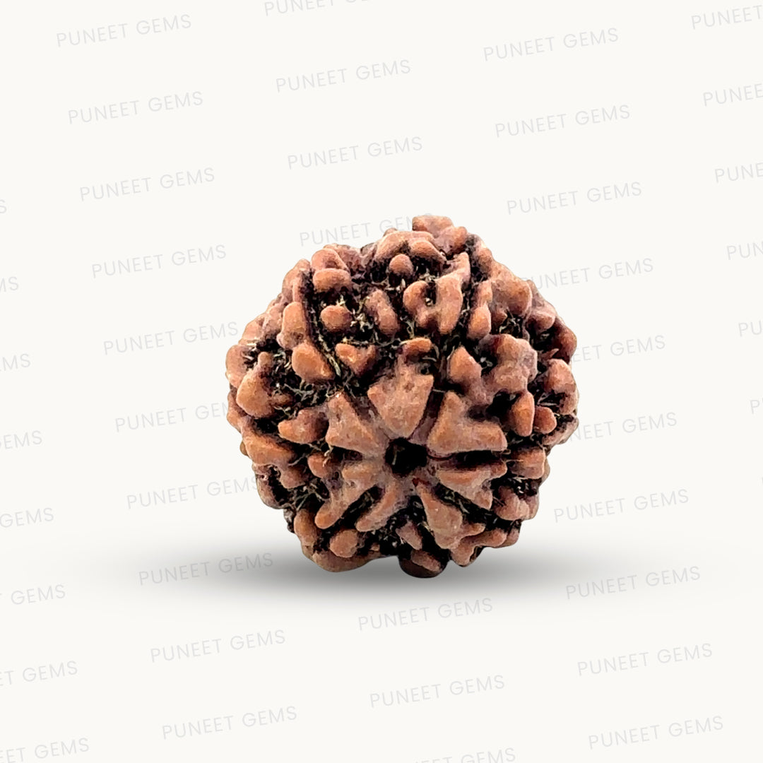 Natural 7 Mukhi Rudraksha – Wealth, Protection & Saturn Relief