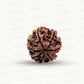 Natural 7 Mukhi Rudraksha – Wealth, Protection & Saturn Relief
