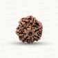 Natural 7 Mukhi Rudraksha – Wealth, Protection & Saturn Relief