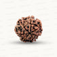 Natural 7 Mukhi Rudraksha – Wealth, Protection & Saturn Relief