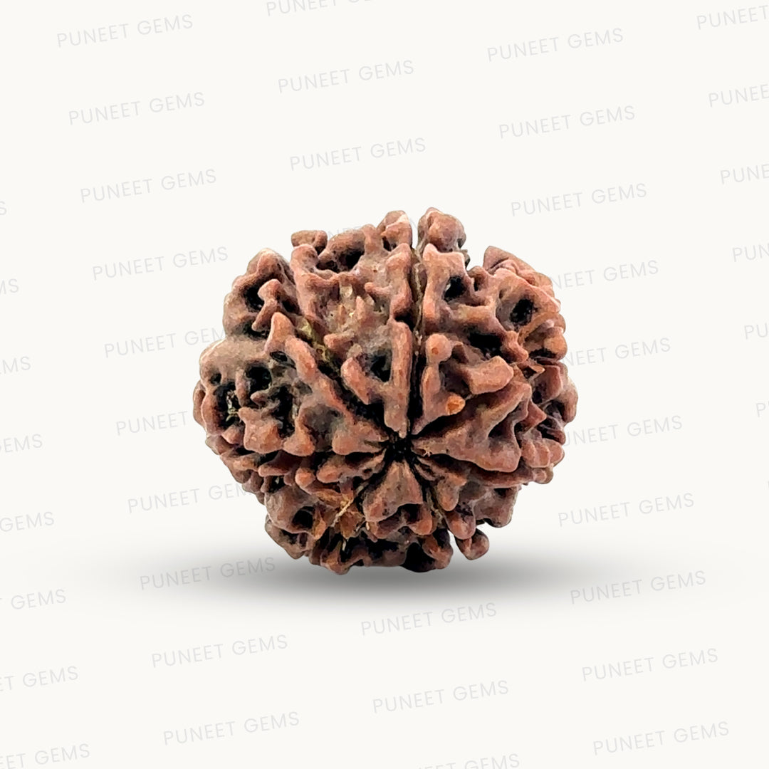 Natural 7 Mukhi Rudraksha – Wealth, Protection & Saturn Relief