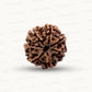 Natural 7 Mukhi Rudraksha – Wealth, Protection & Saturn Relief