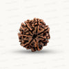 Natural 7 Mukhi Rudraksha – Wealth, Protection & Saturn Relief