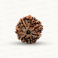 Natural 7 Mukhi Rudraksha – Wealth, Protection & Saturn Relief