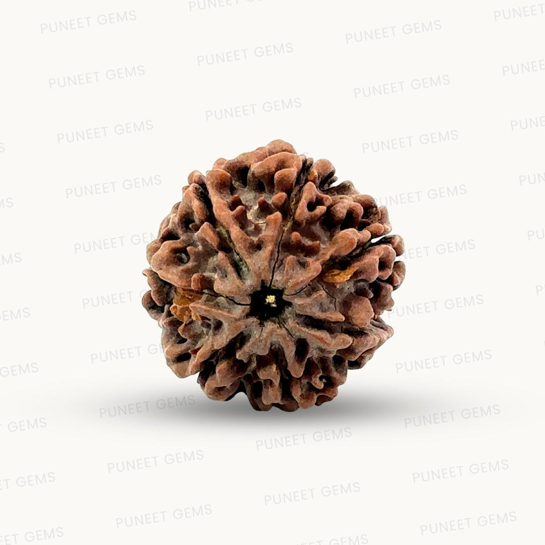 Natural 7 Mukhi Rudraksha – Wealth, Protection & Saturn Relief