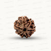 Natural 7 Mukhi Rudraksha – Wealth, Protection & Saturn Relief