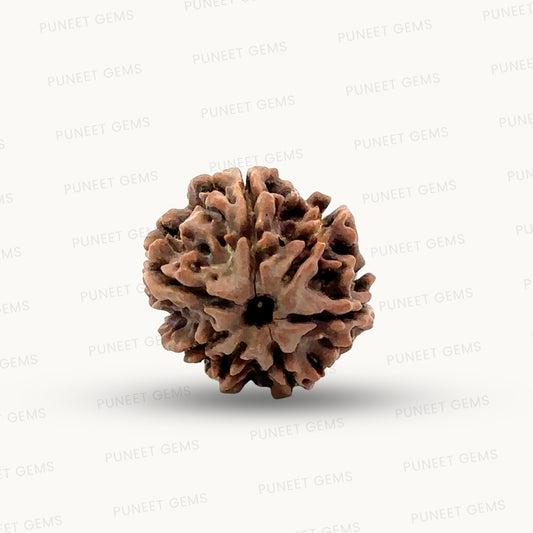 Natural 7 Mukhi Rudraksha – Wealth, Protection & Saturn Relief