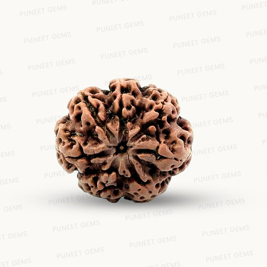 Natural 7 Mukhi Rudraksha – Wealth, Protection & Saturn Relief