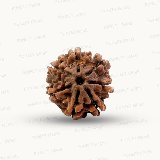 Natural 7 Mukhi Rudraksha – Wealth, Protection & Saturn Relief