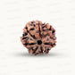 Natural 7 Mukhi Rudraksha – Wealth, Protection & Saturn Relief