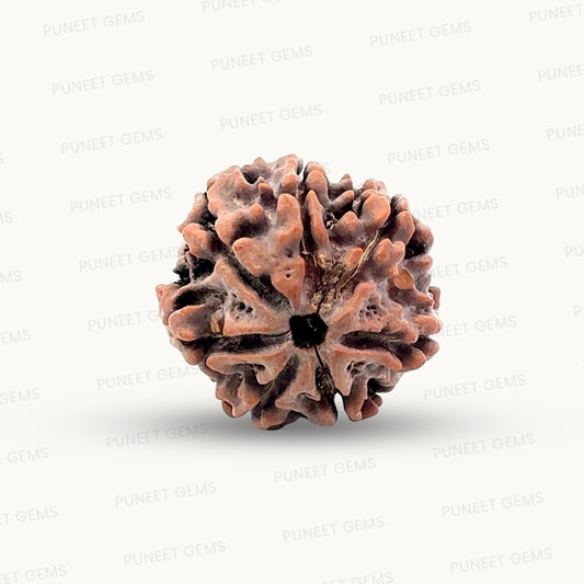 Natural 7 Mukhi Rudraksha – Wealth, Protection & Saturn Relief