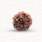 Natural 7 Mukhi Rudraksha – Wealth, Protection & Saturn Relief