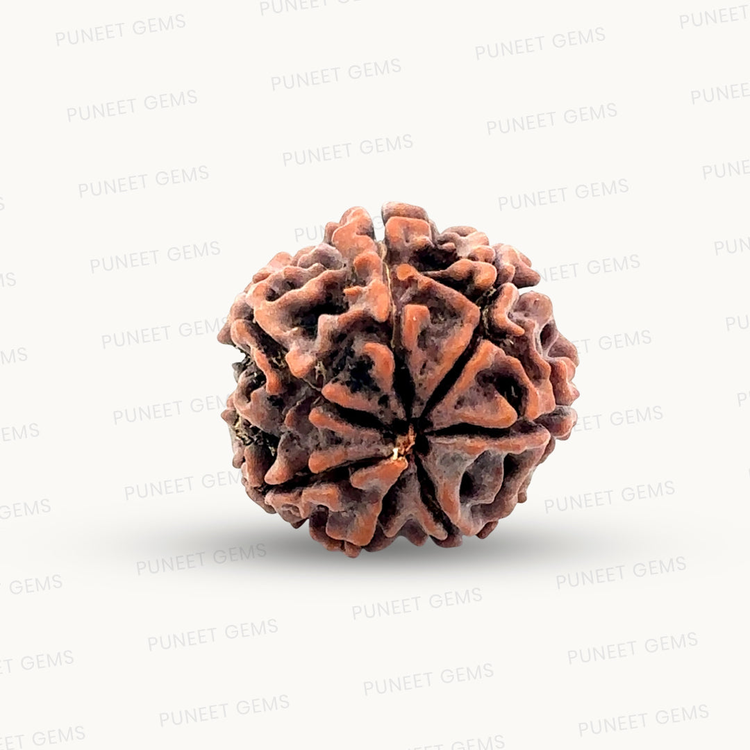 Natural 7 Mukhi Rudraksha – Wealth, Protection & Saturn Relief