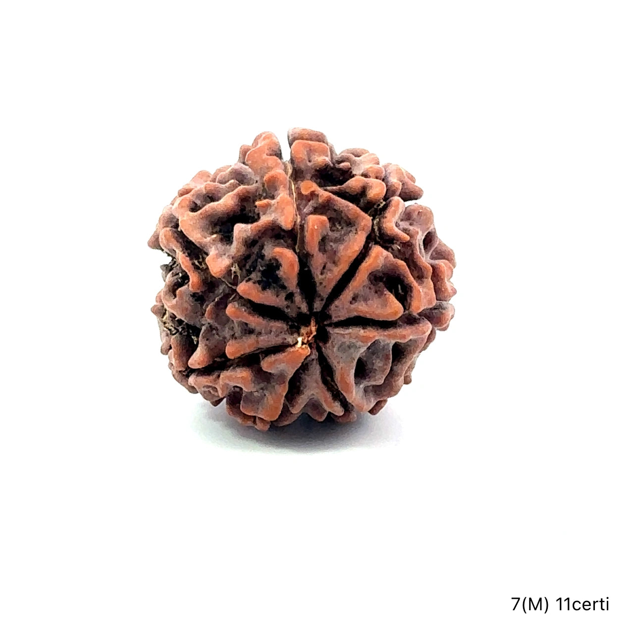 Natural 7 Mukhi Rudraksha – Wealth, Protection & Saturn Relief