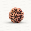 Natural 7 Mukhi Rudraksha – Wealth, Protection & Saturn Relief