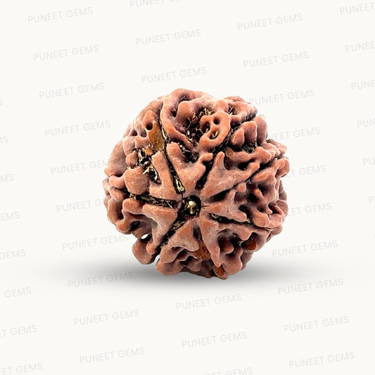 Natural 7 Mukhi Rudraksha – Wealth, Protection & Saturn Relief