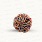 Natural 7 Mukhi Rudraksha – Wealth, Protection & Saturn Relief