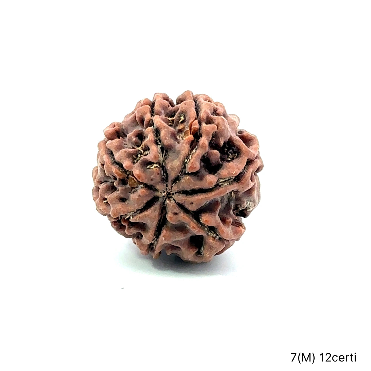 Natural 7 Mukhi Rudraksha – Wealth, Protection & Saturn Relief