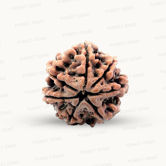 Natural 7 Mukhi Rudraksha – Wealth, Protection & Saturn Relief