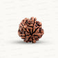Natural 7 Mukhi Rudraksha – Wealth, Protection & Saturn Relief