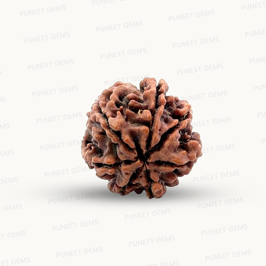 Natural 7 Mukhi Rudraksha – Wealth, Protection & Saturn Relief