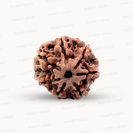 Natural 7 Mukhi Rudraksha – Wealth, Protection & Saturn Relief