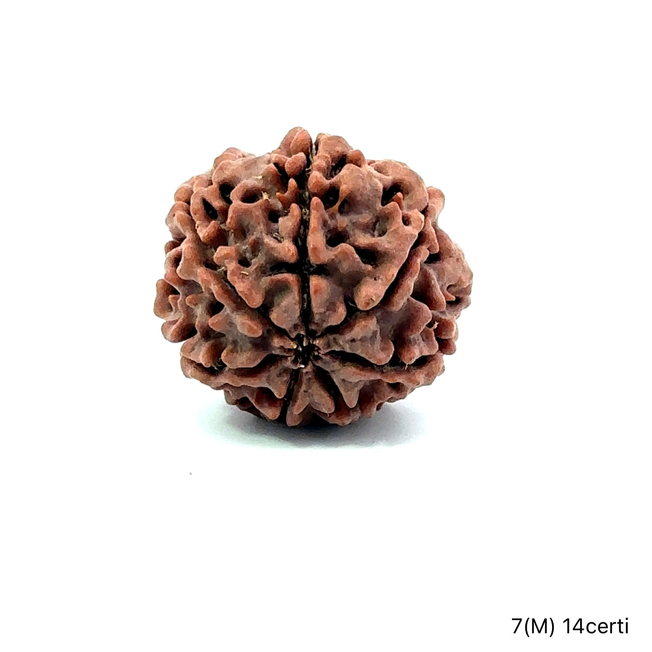 Natural 7 Mukhi Rudraksha – Wealth, Protection & Saturn Relief