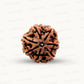 Natural 7 Mukhi Rudraksha – Wealth, Protection & Saturn Relief