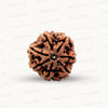 Natural 7 Mukhi Rudraksha – Wealth, Protection & Saturn Relief