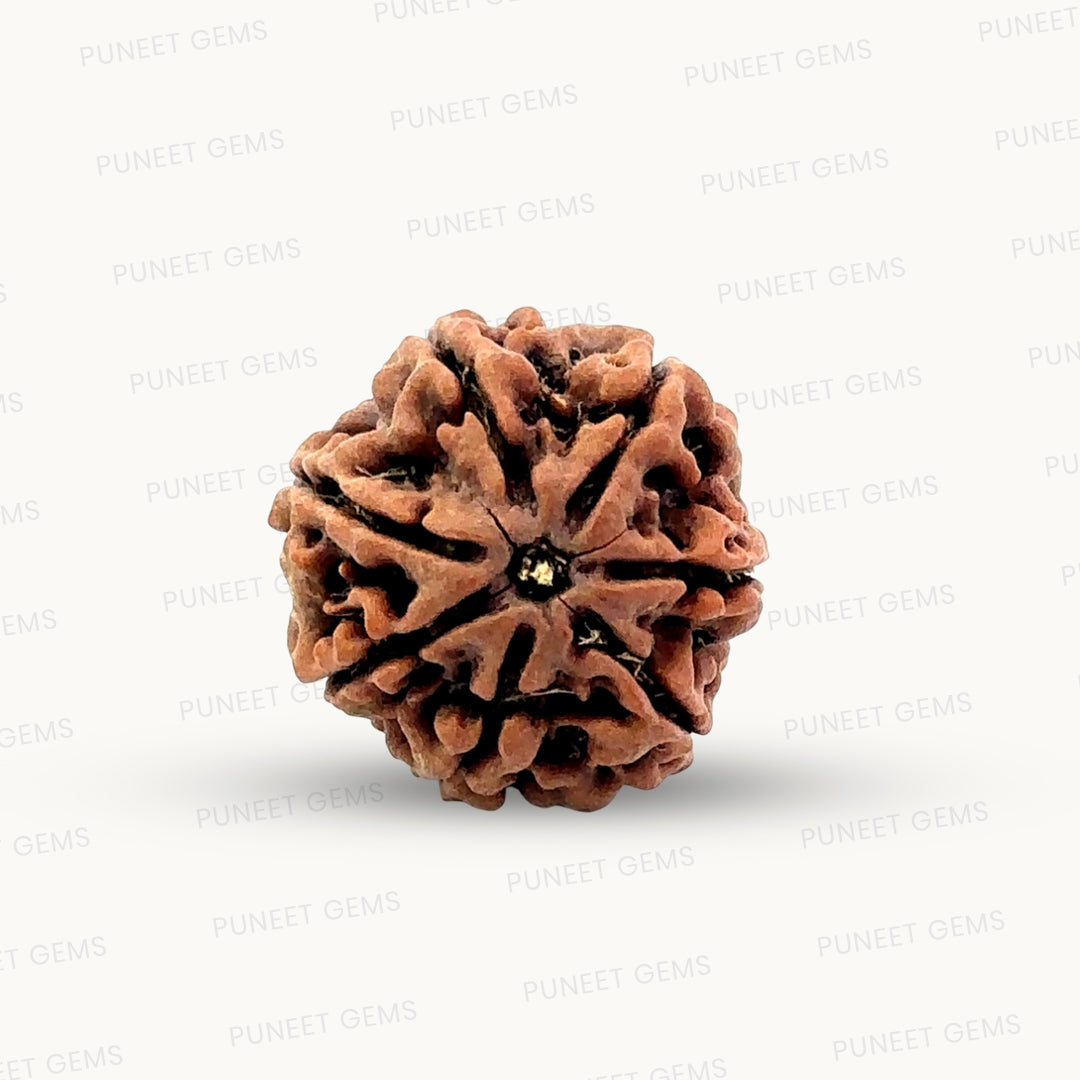 Natural 7 Mukhi Rudraksha – Wealth, Protection & Saturn Relief