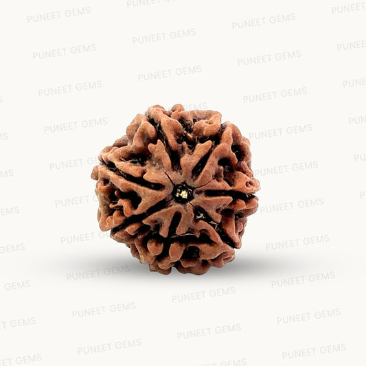 Natural 7 Mukhi Rudraksha – Wealth, Protection & Saturn Relief