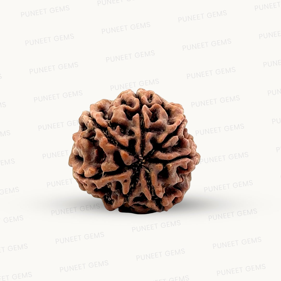 Natural 7 Mukhi Rudraksha – Wealth, Protection & Saturn Relief