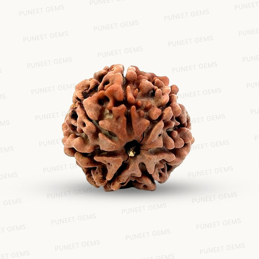 Natural 7 Mukhi Rudraksha – Wealth, Protection & Saturn Relief