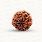 Natural 7 Mukhi Rudraksha – Wealth, Protection & Saturn Relief