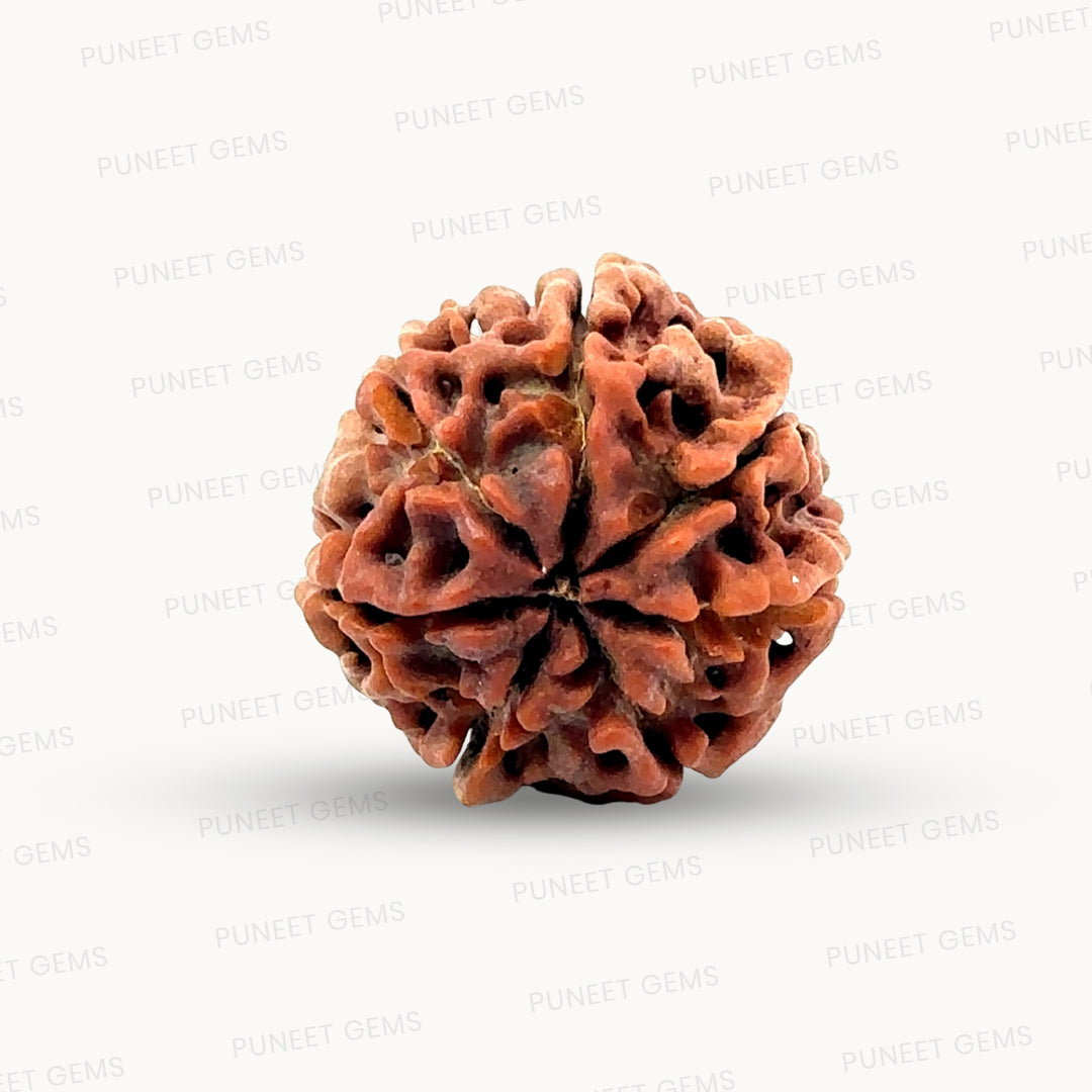Natural 7 Mukhi Rudraksha – Wealth, Protection & Saturn Relief
