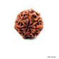 Natural 7 Mukhi Rudraksha – Wealth, Protection & Saturn Relief