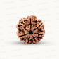 Natural 7 Mukhi Rudraksha – Wealth, Protection & Saturn Relief
